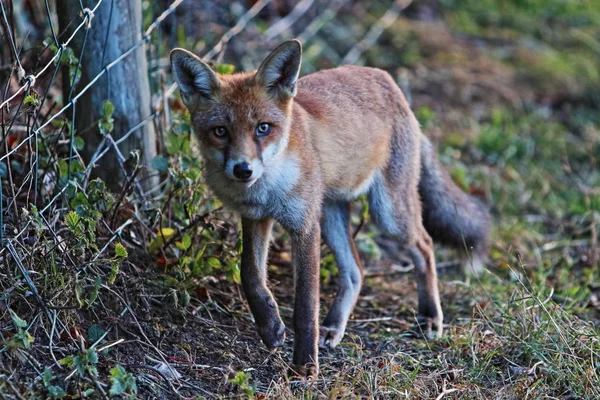 Close Van Wild British Fox Out Hunting — Stockfoto
