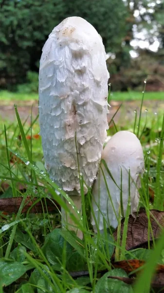 Cogumelo Branco Selvagem Com Grama Molhada — Fotografia de Stock