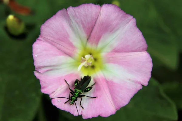 Escarabajo Flores Patas Gruesas Verde Metálico Sobre Pétalos Rosados —  Fotos de Stock