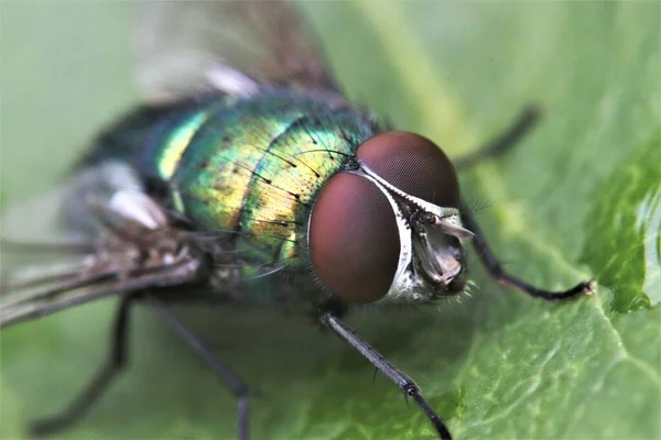 Grön Flaska Flyga Närbild Ett Löv Fokus Ögonen — Stockfoto