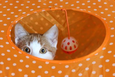 Kedi yavrusu gözleri ve kulakları turuncu benekli maddedeki delikten bakıyor.