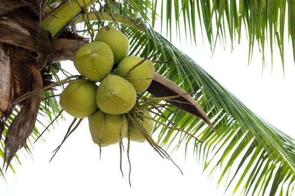 Ramo Frutas Coco Coqueiro — Fotografia de Stock