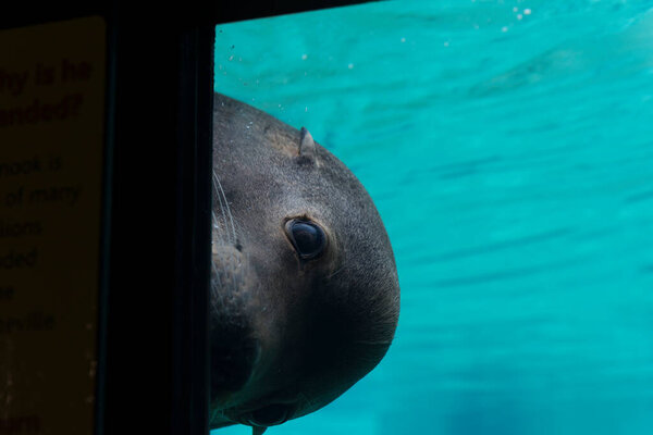 seal under water in aquarium pool