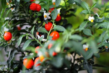 Trophical Çiçek Closer Shoot