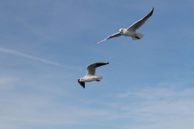 Martılar insanların gemiden attığı yiyecekleri yakalamaya çalışıyor.