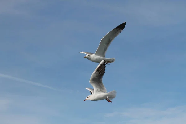 Seagulls Try Catch Food People Throwing Ship — Stock Photo, Image