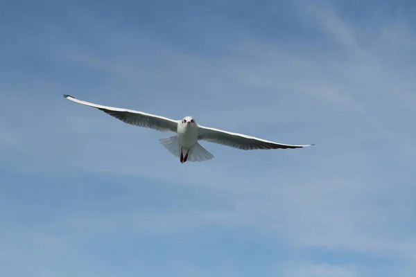 Les Mouettes Essaient Attraper Nourriture Que Les Gens Jettent Navire — Photo