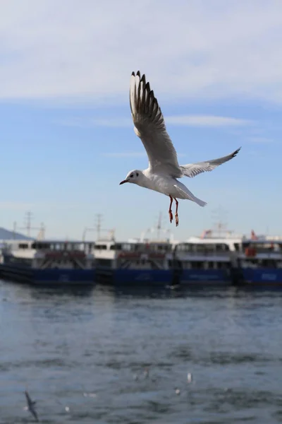 Möwen Versuchen Nahrung Fangen Die Menschen Vom Schiff Werfen — Stockfoto