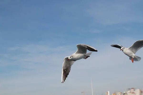 Les Mouettes Essaient Attraper Nourriture Que Les Gens Jettent Navire — Photo