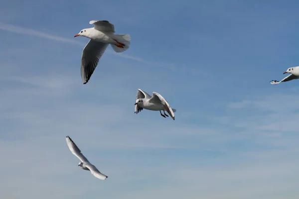 Seagulls Try Catch Food People Throwing Ship — Stock Photo, Image