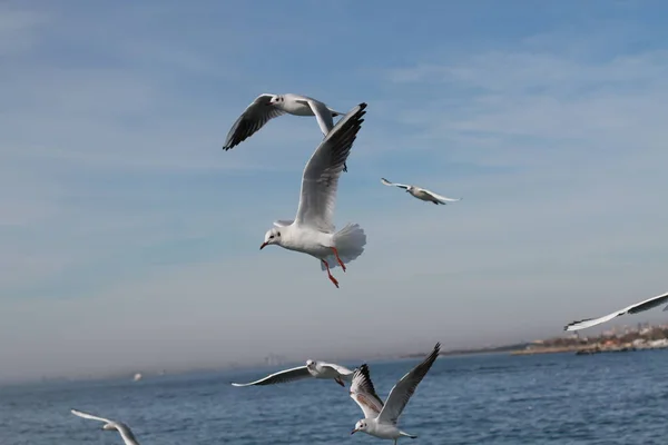Seagulls Try Catch Food People Throwing Ship — Stock Photo, Image
