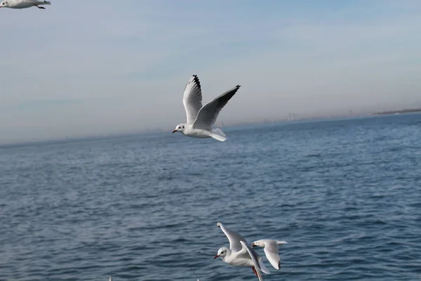 Seagulls Try Catch Food People Throwing Ship — Stock Photo, Image