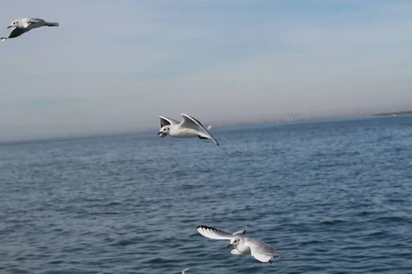 Seagulls Try Catch Food People Throwing Ship — Stock Photo, Image