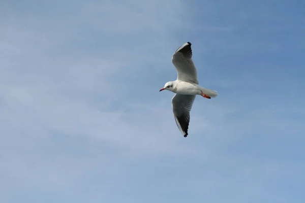 Les Mouettes Essaient Attraper Nourriture Que Les Gens Jettent Navire — Photo