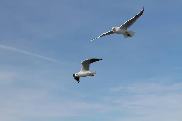 Martılar insanların gemiden attığı yiyecekleri yakalamaya çalışıyor.
