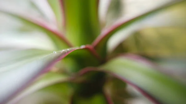 Çiçek Makro Shot detay