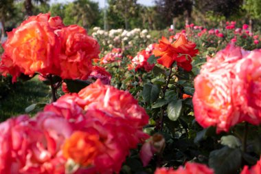 Parkta harika güller ve çiçekler