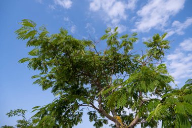 Doğanın ve ağacın detaylı görüntüsü