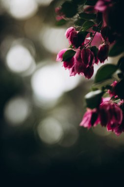 Pembe tropik çiçekli çiçek dalı ve yeşil çalılıklarda bulanık arka planda küçük tomurcuklar. Asya adasında egzotik doğa kavramı