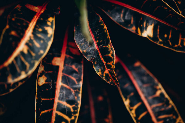 Beautiful fresh colorful leaves of tropical plants growing in asian jungles. Natural background and wallpaper. Exotic evergreen trees