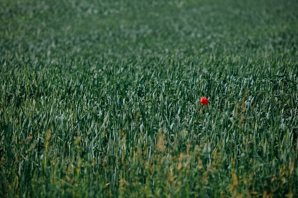 Natural Background Green Wheat Field One Red Poppy Concept Spring — Stock Photo, Image