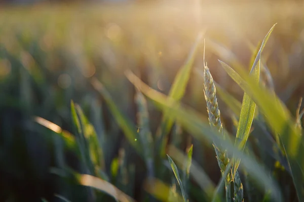 Macro Shoot Green Wheat Ears Blur Background Morning Sunlight Concept — Stock Photo, Image