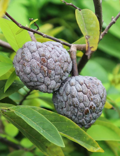 Mela Custode o Mela Zucchero. Mela fresca crema pasticcera rossa su albero in giardino — Foto Stock