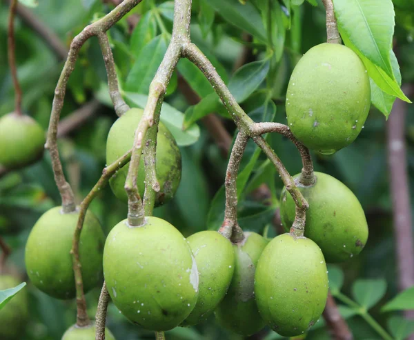 Fruta de ameixa de porco verde na árvore de ameixa de porco — Fotografia de Stock