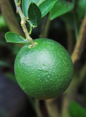 İzole Yakın Çekim Yeşil Malta. Malta Meyve