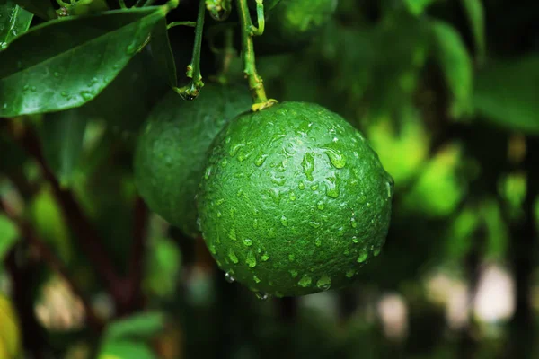 Frutas verdes de Malta em Malta Tree. Belo Green Malta com Raindrops — Fotografia de Stock