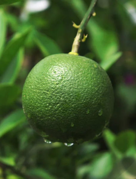 Malta Fruto. Fruta verde de Malta em Malta Árvore com gotas de chuva — Fotografia de Stock