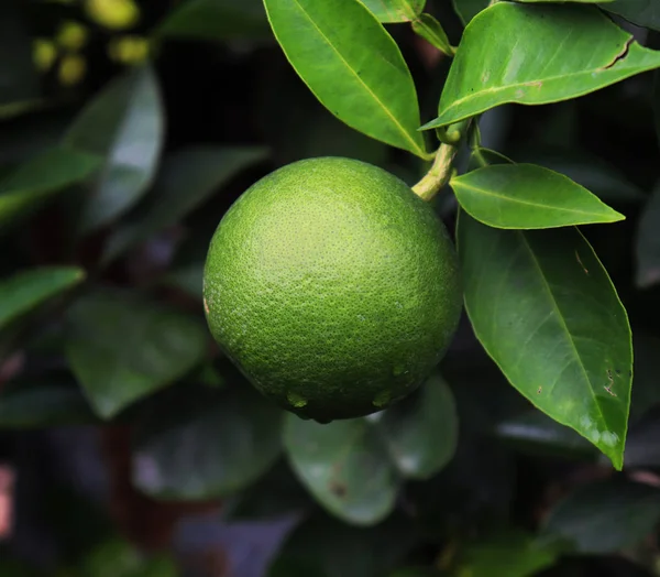 Green Malta Fruit on Malta Tree. Зеленая Мальта — стоковое фото