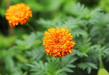 Yeşil yaprakları arka plan ile ağaç üzerinde Kadife çiçeği. Sarı kadife çiçeği