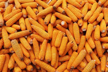 Bir sürü Mısır. Olgun Sarı Mısır Doku