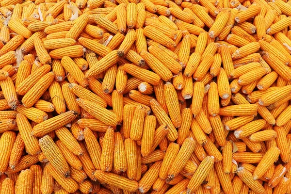 Sarı Mısır Dokusu. Arka Plan Olarak Sarı Mısırlar