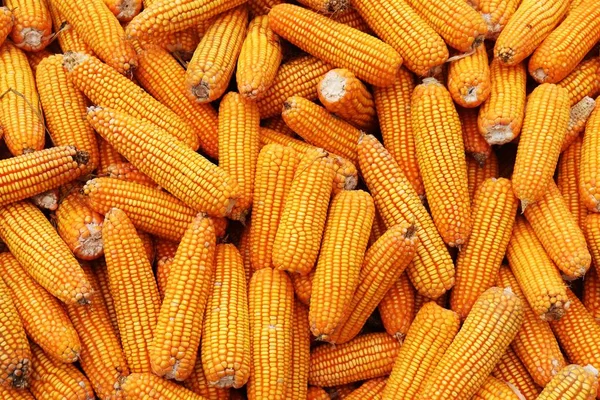 Gelb orangefarbener Mais. reife Hühneraugen als Hintergrund — Stockfoto