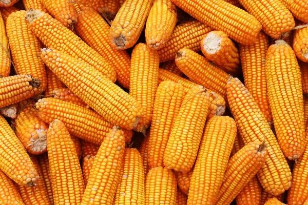 Lots of Corns. Yellow Corns as Background — Stock Photo, Image