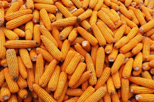 Много кукурузы. Спелые желтые кукурузы в качестве фона — стоковое фото