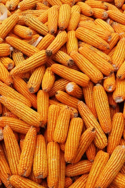 Свежая кукуруза. Спелые желтые кукурузы в качестве фона — стоковое фото