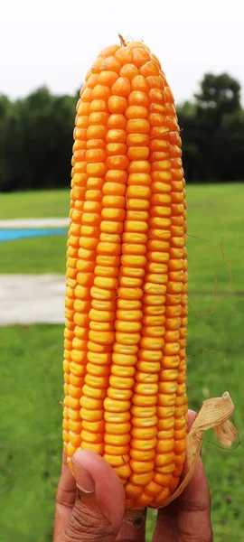 Corn on Hand, Fresh Ripe Yellow Corns — Stock Photo, Image