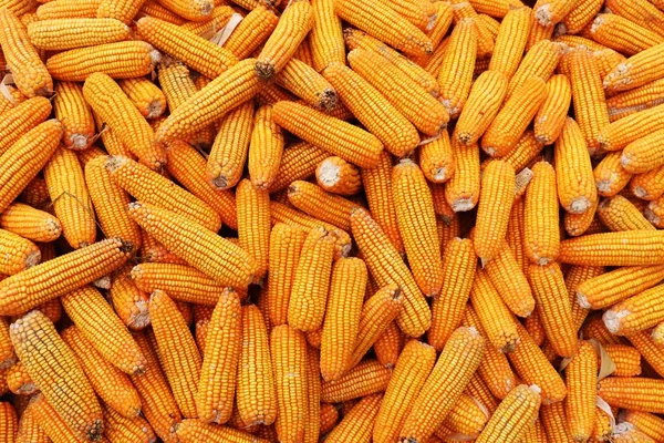 Lots of Corns. Fresh Ripe Yellow Corns as Background — Stock Photo, Image