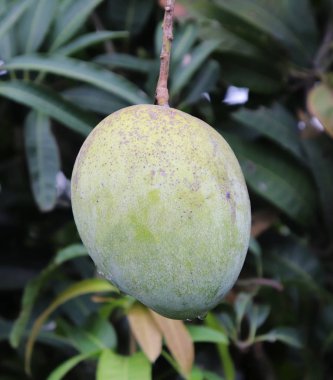 Mango Meyvesi. Yeşil Mango Meyve Mango Ağacı
