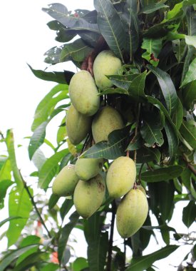 Mango Ağacı Üzerinde Mango Meyve. Güzel Yeşil Mango Bunch