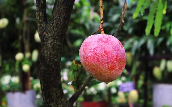 Fechar a fruta vermelha da manga em uma árvore de manga — Fotografia de Stock
