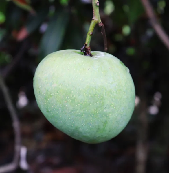 Menutup buah mangga di pohon mangga — Stok Foto
