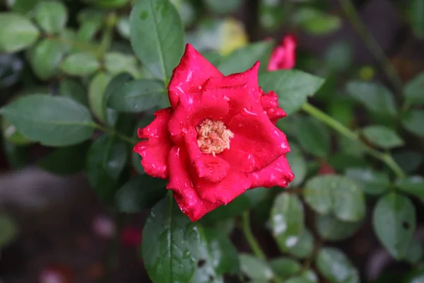 Червона троянда в саду, рожеві шпалери — стокове фото