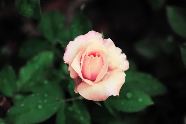 Rosa amarela, bela flor de rosa no jardim — Fotografia de Stock