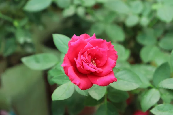 Rosa vermelha no jardim, papel de parede de rosa — Fotografia de Stock