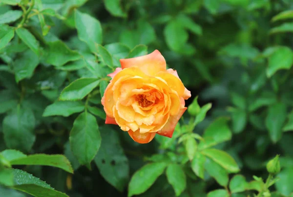 Rosa amarela, bela flor de rosa no jardim — Fotografia de Stock
