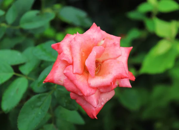 Rose, nádherná růže na stromě v zahradě — Stock fotografie